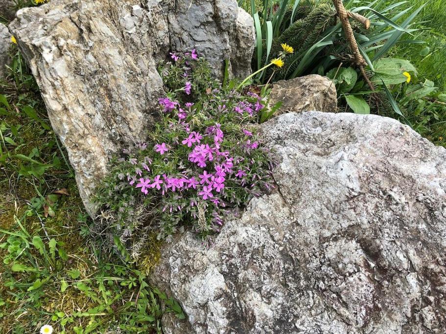 Appartamento Giada Pozzale Di Pieve Di Cadore Exteriér fotografie
